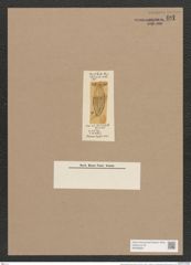 Navicula trilineata Grove et Sturt. (de-Toni-Nr.: Genus 1, Species 191) Zeichnungen Sammlung Grunow Nr. 487 (NHMW-BOT-W0366828)